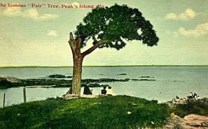 c.1910 Pair Tree Peaks Island Maine Vintage Postcard