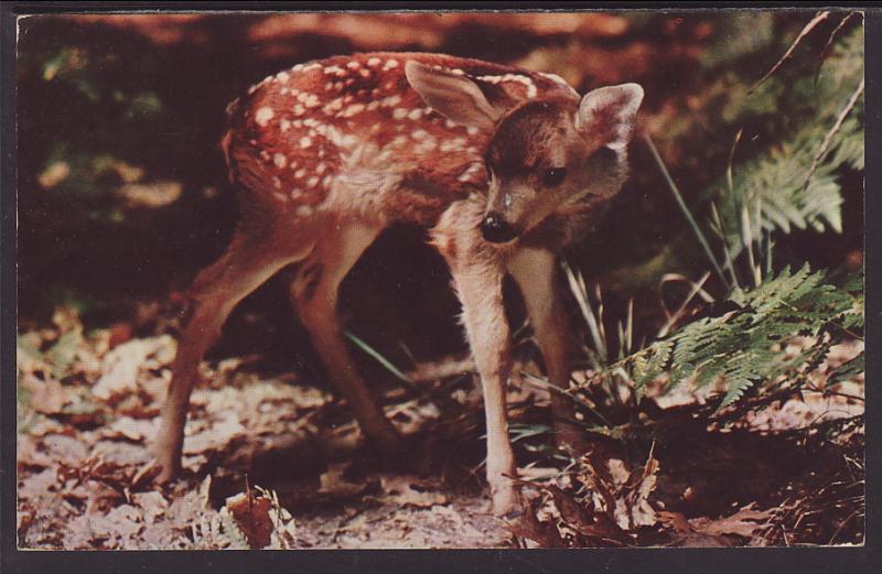 Deer Postcard BIN