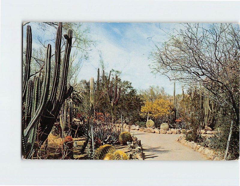Postcard Desert Botanical Garden, Arizona