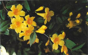 South  Carolina's Yellow Jessamine State Flower Delicate Fragrance