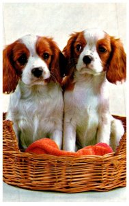 Dog ,Cocker Spaniel Pups in wicker bed