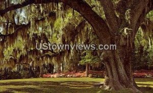 Airlie Oak - Wilmington, North Carolina NC  