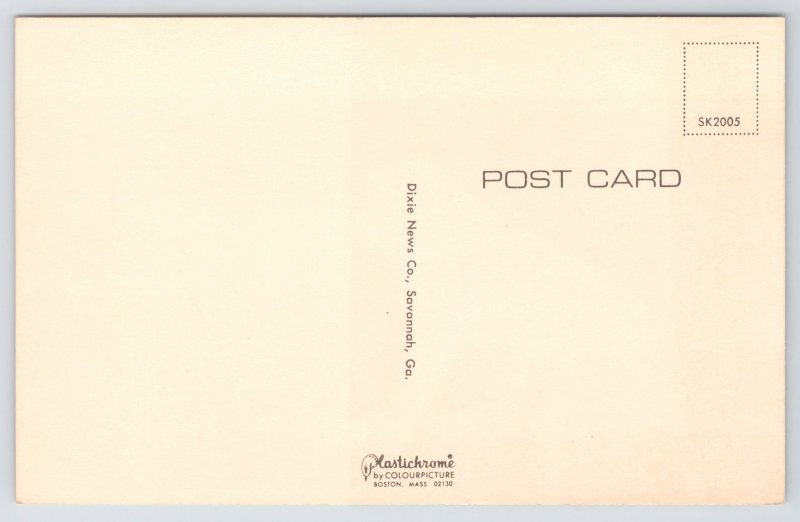 Animal~Monkeys On Branch~Evolution Monkeys Viewpoint Poem~Vintage Postcard