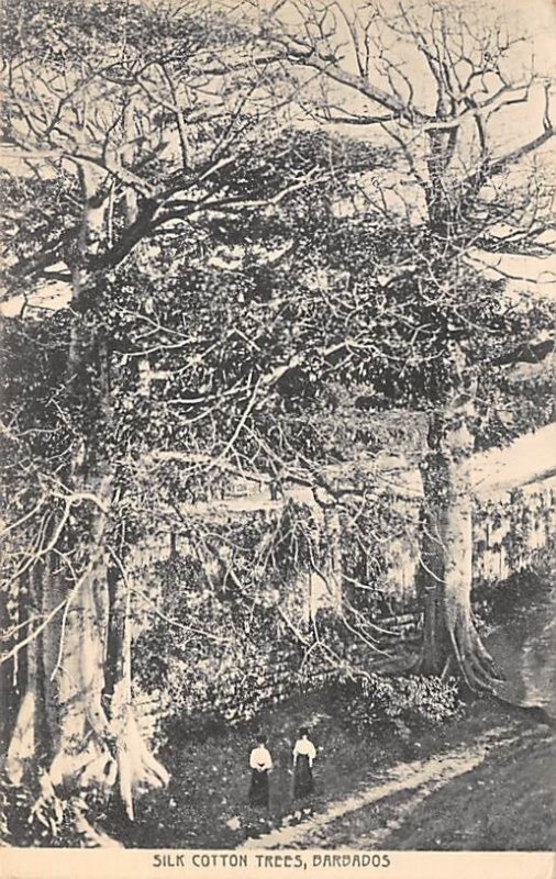 Silk Cotton Trees Barbados West Indies Unused 