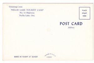 Birds In Flight At Sunset, Vintage Chrome Postcard