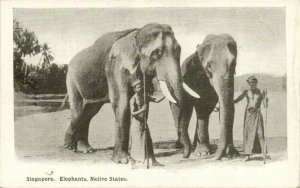 PC CPA SINGAPORE, ELEPHANTS, NATIVE STATES, Vintage Postcard (b19657)