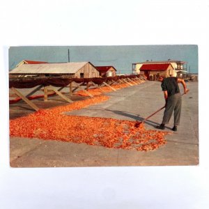 Postcard Louisiana LA Sun Drying Shrimp 1960s Unposted Chrome