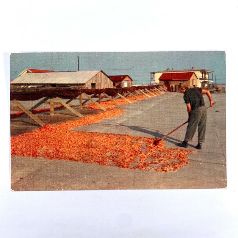 Postcard Louisiana LA Sun Drying Shrimp 1960s Unposted Chrome