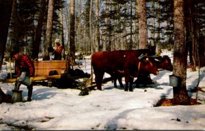 Vermont Gathering The Sap For Maple Syrup