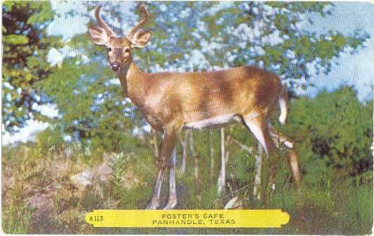 Standing Deer, Foster's Cafe, Panhandle, Texas, TX, 1953 Rembrant, Chrome