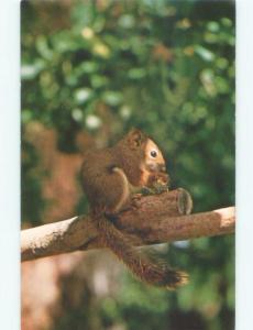 Pre-1980 SQUIRREL AT BRADFORD BRINTON RANCH MUSEUM Sheridan Wyoming WY E6015