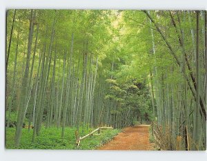 Postcard Bamboo Grove At Sagano Kyoto Japan