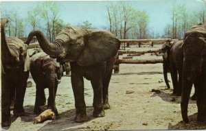 Six Flags Great Adventure Safari, Jackson, NJ, Elephant (1960s)