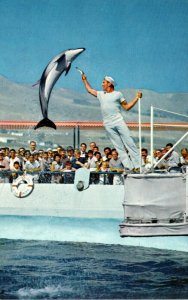California Marineland Of The Pacific High Jumping Porpoise