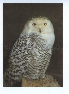 195559 Europe Snowy Owl old postcard