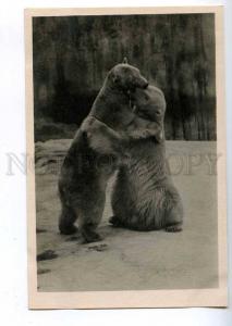 199468 RUSSIA Leningrad ZOO Polar bear old postcard