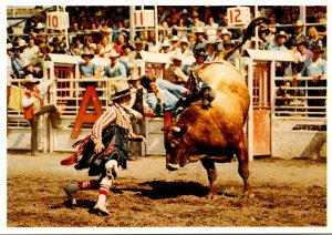 Canada Calgary Exhibition and Stampede Brahma Bull Riding