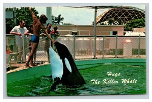 Vintage 1960's Postcard Hugo the Killer Whale Seaquarium Miami Florida