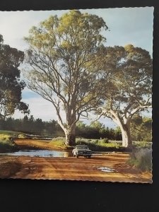 River Gums at Wilpena Creek, South Australia, AP5 Valiant colour postcard