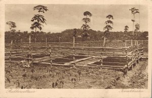 Indonesia Rubbercultuur Kweekbedden 04.77