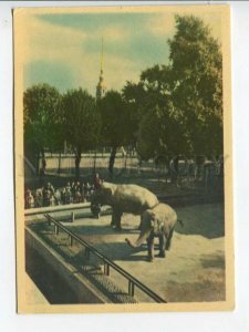 463650 USSR 1964 year Leningrad Zoo Indian elephants postcard