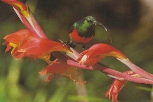 Gladiolus Double Collared Sunbird South African Rare Bird Postcard
