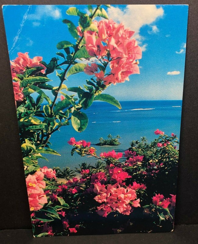 Vintage Postcard Hawaii Kahala Hilton Bougainvillea