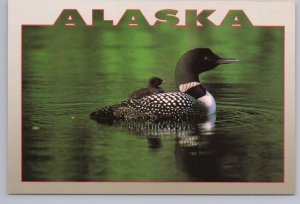 Alaskan Loon, Mother And Baby, Chrome Postcard
