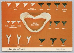Animal~Shark Jaw And Teeth~Bull Shark~Continental Postcard 