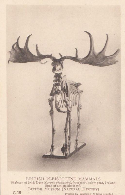 Skeleton Of An Irish Deer Giant Antlers Antique London History Museum Postcard