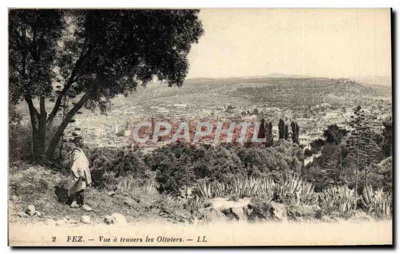 Postcard Old Fez View A Travers Les Oliviers