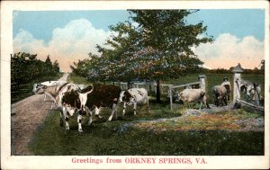 Orkney Springs Virginia Farmer with Cows Letting out of Gate Vintage Postcard