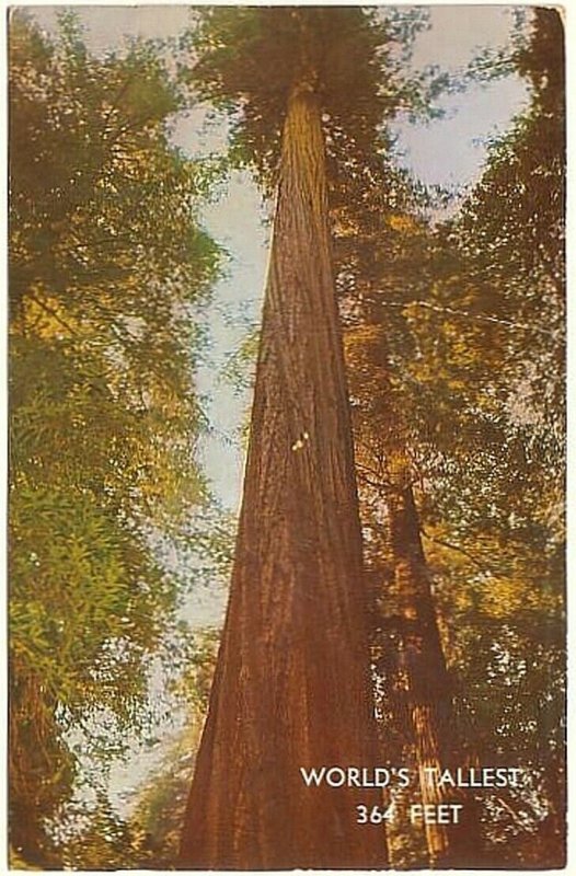 Founders Tree, World's Tallest, Weott, California, Vintage 1957 Chrome Postcard 