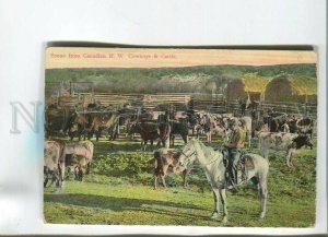 482536 CANADA N.W. scene from Cowboys & Cattle cows Vintage RPPC