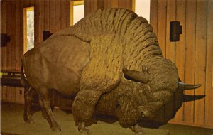 Bison at Big Bone Lick State Park Union KY