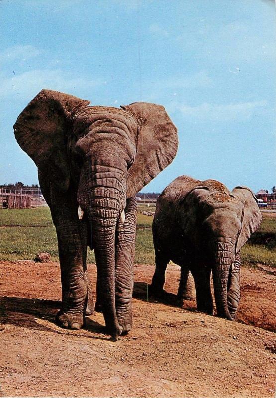 Elephants African Safari Park Parc Africain Hemmingford Montreal Quebec Postcard