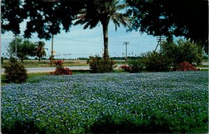 Texas - Bluebonnets - State Flower - [TX-117]