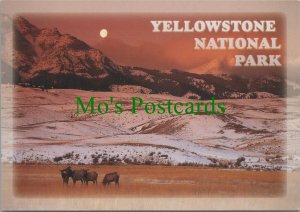 America Postcard - Elk (Wapiti) in Yellowstone National Park RR17168