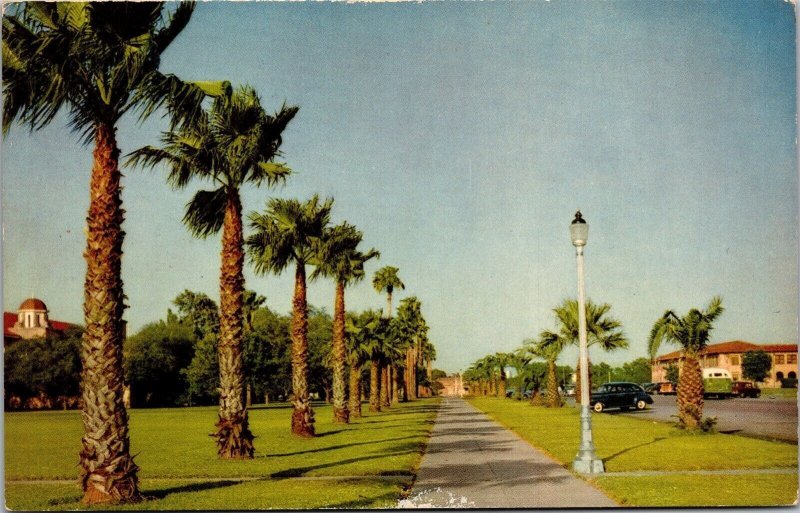 Vtg Palm Trees found in South Texas TX Scenic View 1950s Postcard