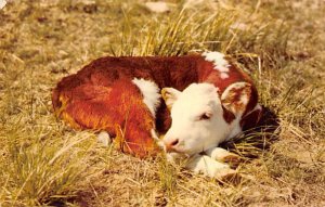 Nap Time Cow 1957 