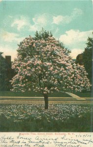 Rochester, New York Magnolia Tree, Oxford St UDB 1907 Postmark