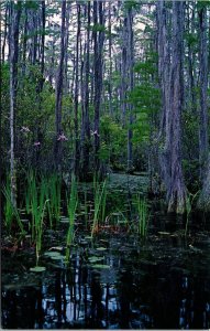 Vtg Waycross Georgia GA Wild Flags Cypress Trees Okefenokee Swamp Park Postcard