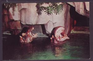 Hippopotamus Milwaukee County Zoo Post Card K368