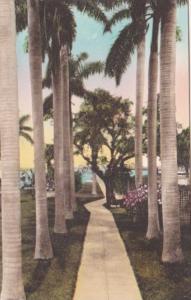 Florida Fort Myers Walk To Pier From Hotel Royal Palm Handcolored Albertype
