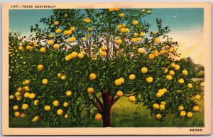 Texas TX, Grapefruit, Tree Loaded With Fruit, Harvesting Time, Vintage Postcard