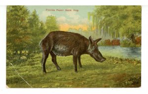 FL - A Florida Razor Back Hog   (crease)