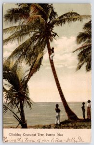 Ponce Puerto Rico~Resident Climbs Cocoanut Tree~UDB Postcard~Waldrop, San Juan