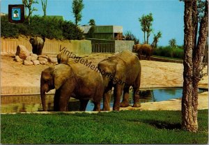 African Elephant Country House Zoo Madrid Postcard PC319