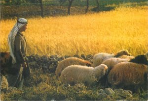 Postcard Israel Bethlehem Shepherd's Field Shepherd with sheep flock