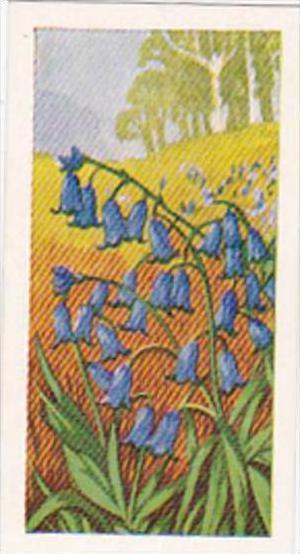 Glengettie Trade Card Wild Flowers No 5 Bluebell